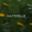 Shutterclub logo